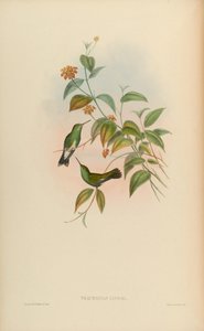 Thaumatias linnaei door John Gould